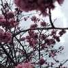 annadelis